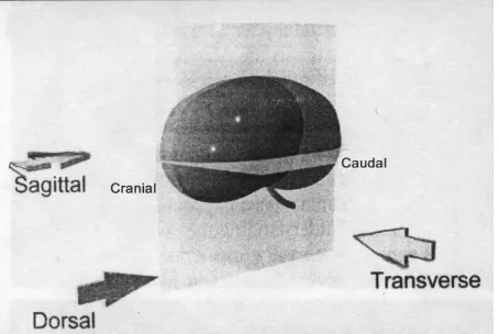Gambar 4  Tiga arah probe yang dapat digunakan pada organ (dari Widmer et al:        Ultrasonography of The Urinary Tract in Small Animals, 2004)