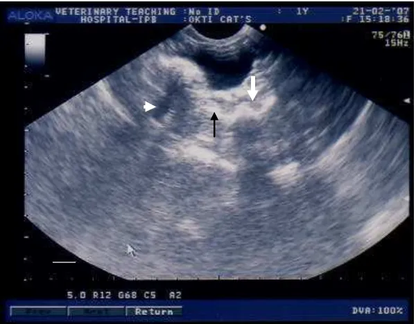 Gambar 9  Sonogram dari uterus yang mengalami endometritis kronis dengan 