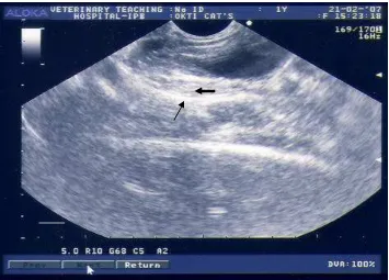 Gambar 10  Sonogram dari uterus yang mengalami endometritis kronis dengan         probe arah sagital