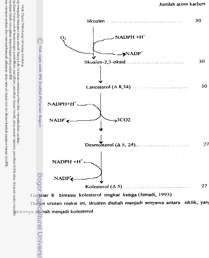 Gambar 8 Sintesis kolesterol tingkat ketiga (lsmadi, 1993) 