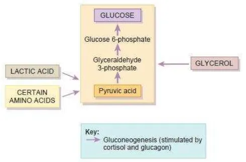 Gambar 2. Glukoneogenesis (Tortora & Derrickson, 2009) 