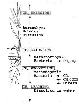 Fig. 1 .  Methane production, oxidation, emission, and leaching 
