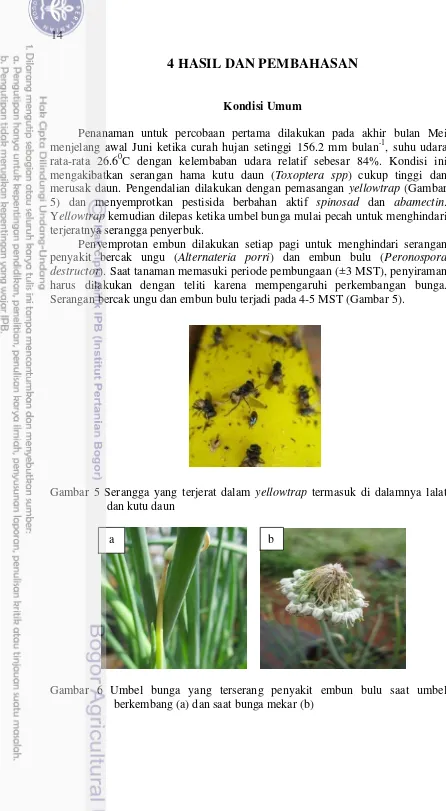 Gambar 5 Serangga yang terjerat dalam yellowtrap termasuk di dalamnya lalat