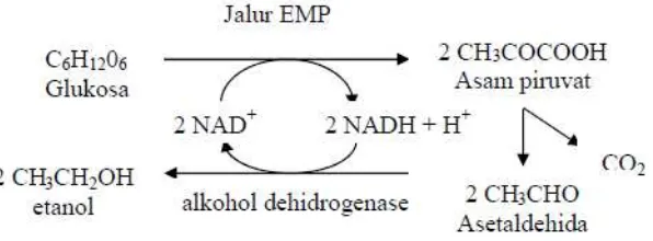 Gambar 2.6 Proses fermentasi glukosa 