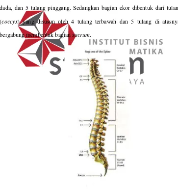 Gambar 2.1  Struktur tulang belakang manusia. (PT. Theramindo Jaya,2008) 