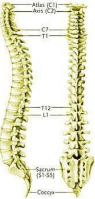 Gambar 2.2  Struktur ruas-ruas pada tulang belakang. (dari kiri: tampak samping 