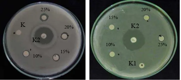 Gambar 4. Diameter zona hambat minyak atsiri daun bawang putih anggur terhadap S. aureus (kiri) dan E