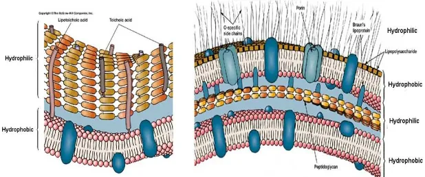 Gambar 8. Struktur dinding sel bakteri Gram positif (kiri) dan Gram negatif  (kanan) 