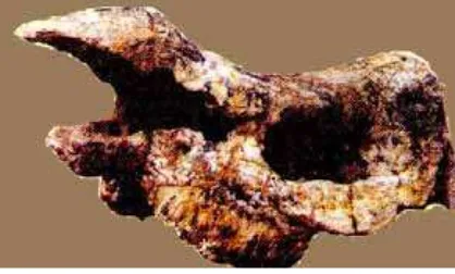 Gambar 4. Fosil tengkorak badak purba di Museum Sangiran. (Dari koleksi foto penulis)