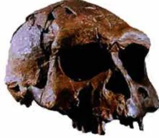 Gambar 5. Fosil tengkorak manusia purba di Museum Sangiran. (Dari koleksi foto penulis)