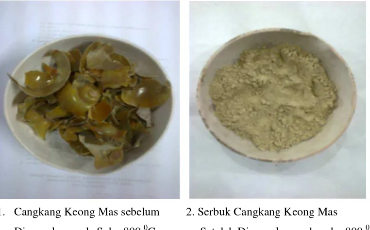 Gambar cangkang keong mas (Pomacea canaliculata L. ) sebelum dan sesudah 