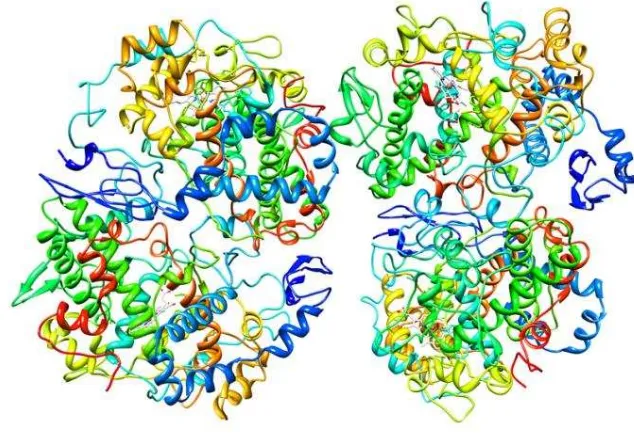 Gambar 1. Struktur 3D enzim COX-2 (RCSB 2015) 