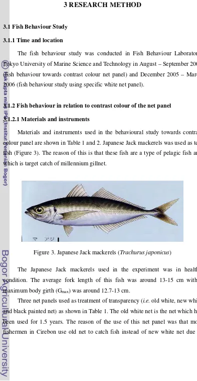 Figure 3. Japanese Jack mackerels (Trachurus japonicus) 