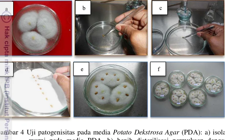 Gambar 4 Uji patogenisitas pada media Potato Dekstrosa Agar (PDA): a) isolat 
