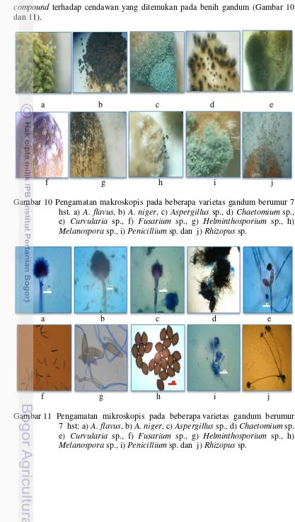 Gambar 10 Pengamatan makroskopis pada beberapa varietas gandum berumur 7 