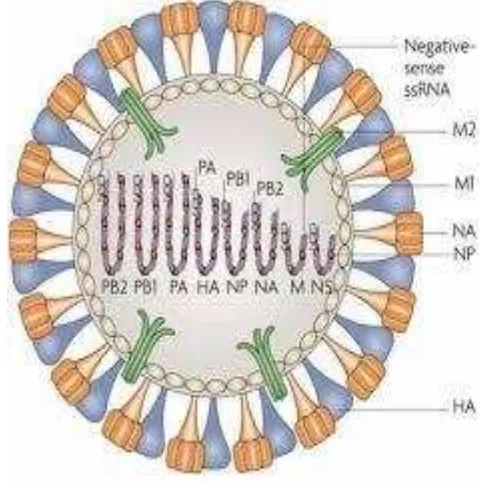 Gambar 1  Gambaran struktur virus AI (Garmaroudi 2007) 