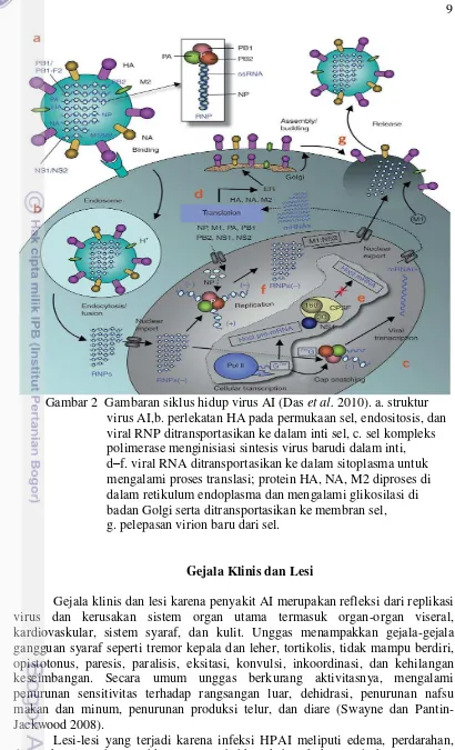 Gambar 2  Gambaran siklus hidup virus AI (Das et al. 2010). a. struktur  