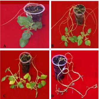 Gambar 4.2 Gejala tanaman yang terinfeksi NSK di growth chamber. A. Tanaman sehat, B.15 hari setelah inokulasi (hsi), C