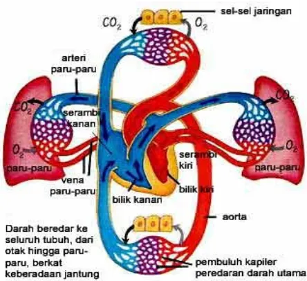 Gambar : Proses peredaran oksigen dalam darah.5)        Mula-mula, hemoglobin (Hb) mengikat oksigen membentuk
