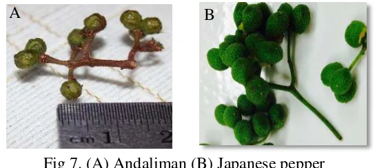 Fig 7. (A) Andaliman (B) Japanese pepper 