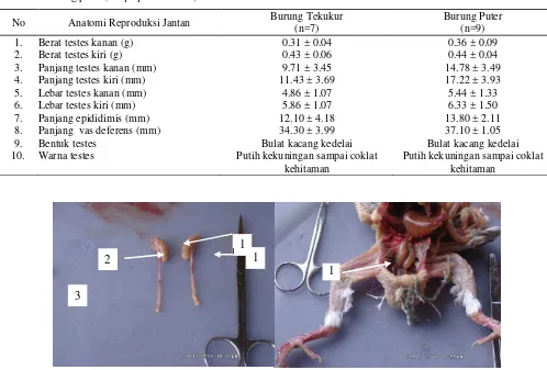 Tabel 1. Ukuran, bentuk dan warna anatomi reproduksi burung jantan dari burung tekukur (Streptopelia chinensis) dan burung puter (streptopelia risoria) 