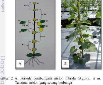 Gambar 2 A. Periode pembungaan melon hibrida (Agustin et al. 2014), B. 