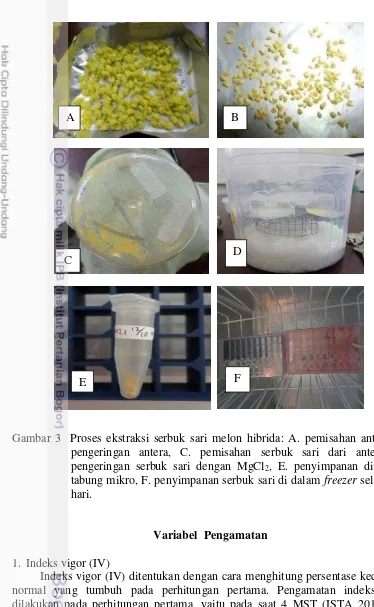 Gambar 3  Proses ekstraksi serbuk sari melon hibrida: A. pemisahan antera, B. 