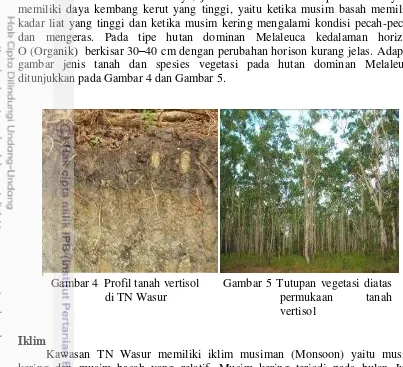 gambar jenis tanah dan spesies vegetasi pada hutan dominan Melaleuca 