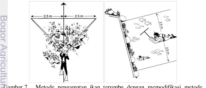 Gambar 7  Metode pengamatan ikan terumbu dengan memodifikasi metode 