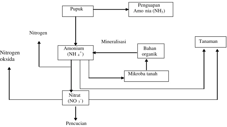 Gambar 1  Perubahan senyawa nitrogen dalam tanah (Bockman et al. 1990). 