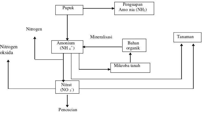 Gambar 1  Perubahan senyawa nitrogen dalam tanah (Bockman et al. 1990). 