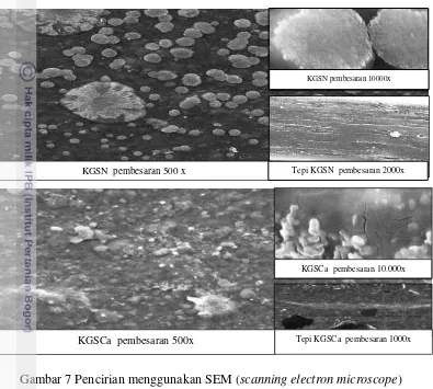 Gambar 7 Pencirian menggunakan SEM (scanning electron microscope) 