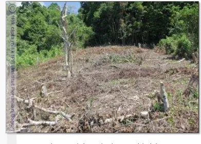 Gambar 4  Pembukaan lahan hutan untuk berkebun 