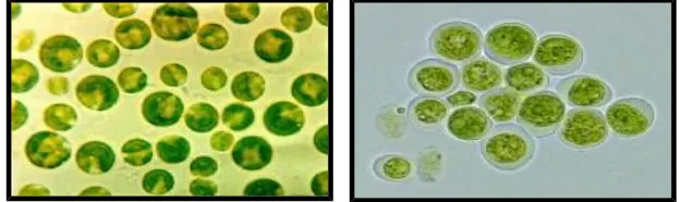 Gambar 2.2 Sel Alga : ChloropytaSumber : http://dayuardiyuda.blogspot.com