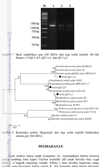 Gambar 7   Hasil amplifikasi gen 16S rRNA dari tiga isolat terpilih. M=1kb, 