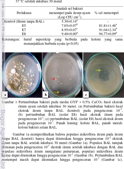 Gambar 1 Pertumbuhan bakteri pada media GYP + 0.5% CaCO3 hasil ekstrak 