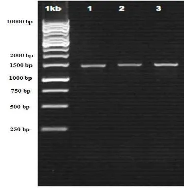Gambar 2  Visualisasi DNA genom tiga isolat BAL pada elektroforesis gel agarosa 1% (1 kb: Marker 1 kb, sumur 1: isolat E5, sumur 2: isolat E7, sumur 3: isolat E8