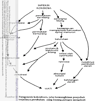 Gambar 4. Patogenesis koksidiosis, jalur kemungkinan penyebab 