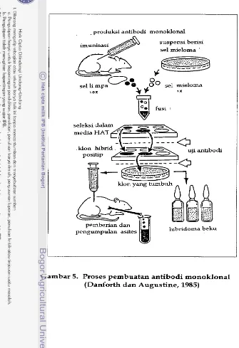 Gambar 5. Proses pembuatan antibodi monoklonal 