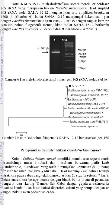 Gambar 6 Hasil elektroforesis amplifikasi gen 16S rRNA isolat SAHA 12.12 
