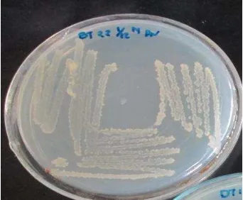 Gambar 4 Isolat BT22 bakteri endofit dari tumbuhan  Lantana camara L. 