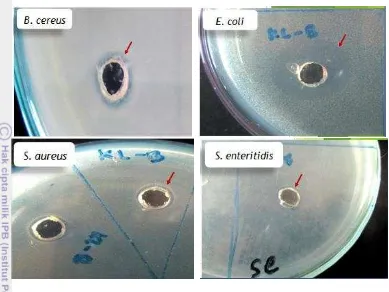 Gambar 6 Zona hambat ekstrak kloroform terhadap bakteri patogen 