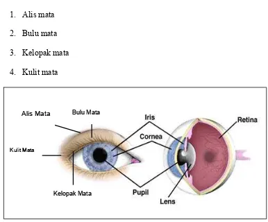 Gambar 2.3. Anatomi mata bagian luar  