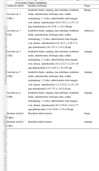 Tabel 1 Karakter morfologi cendawan endofit asal seluruh organ tanaman kunyit (Curcuma longa) (lanjutan) 