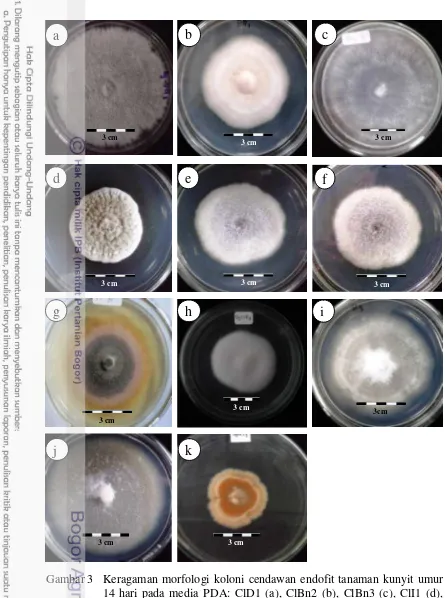 Gambar 3 Keragaman morfologi koloni cendawan endofit tanaman kunyit umur 