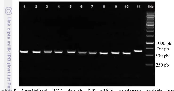 Gambar 5 Amplifikasi PCR daerah ITS rRNA cendawan endofit kunyit 