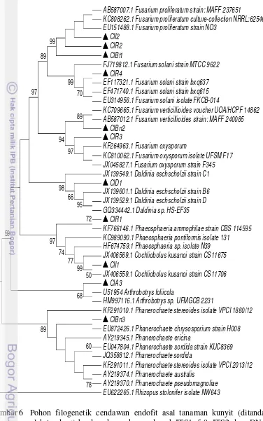 Gambar 6 Pohon filogenetik cendawan endofit asal tanaman kunyit (ditandai 