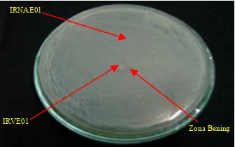 Gambar 4 Uji tantang Bacillus sp.  IRVE01  terhadap P. stutzeri IRNAE01. 