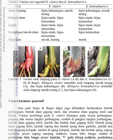 Tabel 2  Variasi ciri vegetatif E. elatior dan E. hemisphaerica 