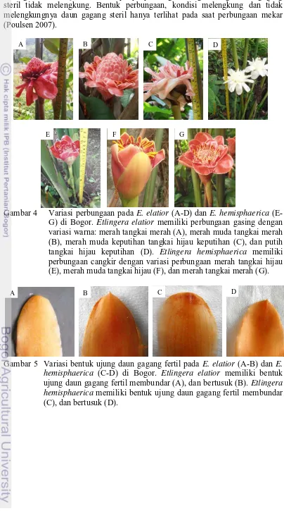 Gambar 4 Variasi perbungaan pada E. elatior (A-D) dan E. hemisphaerica (E-